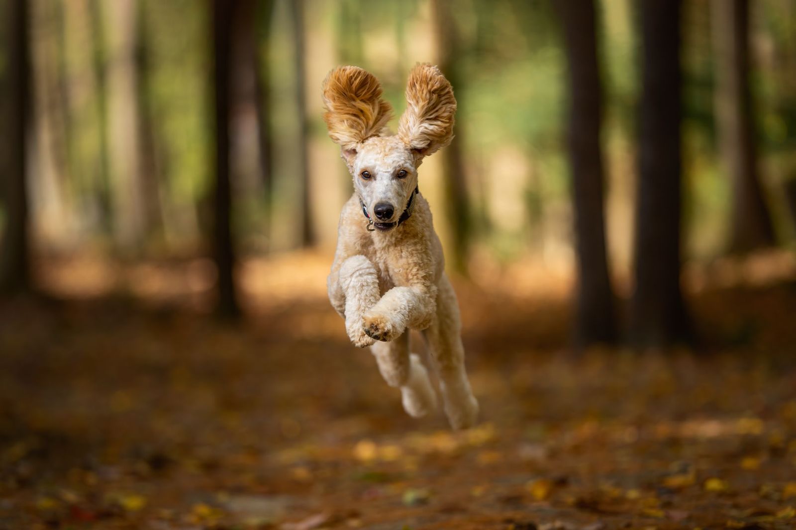 Dog mid-leap on a forest trail