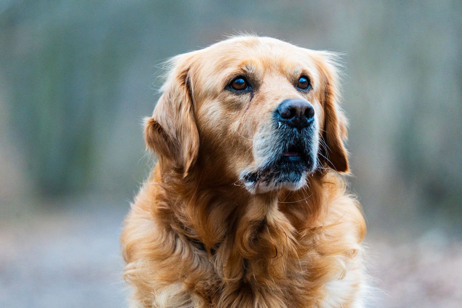 Typing 'the dog' to make a selection mask on a golden retriever portrait